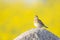 An adult skylark perched with an insect in its beak on a big rock in front of the yellow blossom of a rapeseed field.