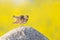 An adult skylark perched and preening on a big rock in front of the yellow blossom of a rapeseed field.