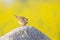 An adult skylark perched and preening on a big rock in front of the yellow blossom of a rapeseed field.