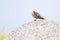 An adult skylark perched and scratching on a big rock. in front of a blue sky