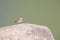 An adult skylark perched and singing on a big rock in front of a green background.