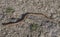 Adult Slowworm or blindworm, Anguis fragilis top view on dirt with grass