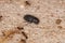 Adult Small Dung Beetle