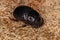 Adult Small Dung Beetle