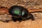 Adult Small Dung Beetle