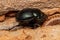 Adult Small Dung Beetle