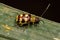 Adult Small Flea Beetle