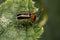 Adult Small Flea Beetle