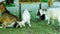 Adult and small goats eat hay on the farm. Goat breeding, animal husbandry.