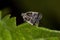 Adult Small Planthopper