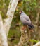 Adult Snail Kite