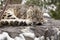 Adult Snow Leopard Asleep During Snow