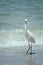 Adult snowy egret & x28;Egretta thula& x29; bird walking on sand in tidal estuary, Gulf of Mexico, Florida, North America