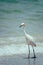 Adult snowy egret & x28;Egretta thula& x29; bird walking on sand in tidal estuary, Gulf of Mexico, Florida, North America