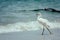Adult snowy egret & x28;Egretta thula& x29; bird walking on sand in tidal estuary, Gulf of Mexico, Florida, North America