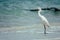 Adult snowy egret & x28;Egretta thula& x29; bird walking on sand in tidal estuary, Gulf of Mexico, Florida, North America