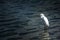 Adult snowy egret wading in the lake