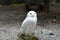 Adult Snowy owl
