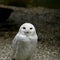 Adult Snowy owl
