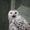 Adult Snowy owl