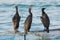 Adult Socotra Cormorants perched on fishnets