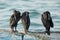 Adult socotra cormorants preening feathers