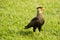 Adult Southern Crested Cara Cara