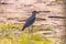 Adult Southern Lapwing Bird