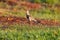 Adult Southern Lapwing Bird