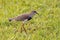 Adult Southern Lapwing Bird