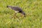 Adult Southern Lapwing Bird