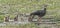 Adult Southern Screamer With Chicks