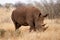 Adult southern white rhino roaming the savannah in the Kruger Park in South Africa