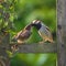 Adult sparrow feeding juvenile