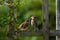 Adult sparrow feeding juvenile