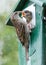 Adult sparrow feeding a young sparrow