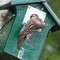 Adult sparrow feeding a young sparrow