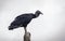 Adult specimen of black vulture resting standing on a pole