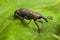 Adult specimen of fig weevil aclees cribratus Gyllenhy. This beetle native to Southeast Asia is infesting the fig trees of