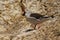 Adult specimen of gray gull on the rocks