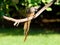 Adult speckled mousebird showing off long tail