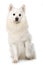 Adult spitz dog isolated on white