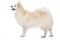 Adult spitz dog isolated on white