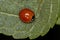 Adult Spotless Lady Beetle