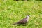 Adult Spotted Dove foraging on green grass