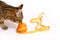 An adult spotted Shorthair cat sniffs an orange wrapped in a centimeter-long ribbon.