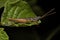 Adult Spurthroat Toothpick Grasshopper