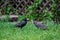 Adult starling bird, sturnus vulgaris, feeding demanding juvenile bird
