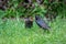 Adult starling bird, sturnus vulgaris, feeding demanding juvenile bird