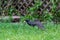 Adult starling bird, sturnus vulgaris, feeding demanding juvenile bird